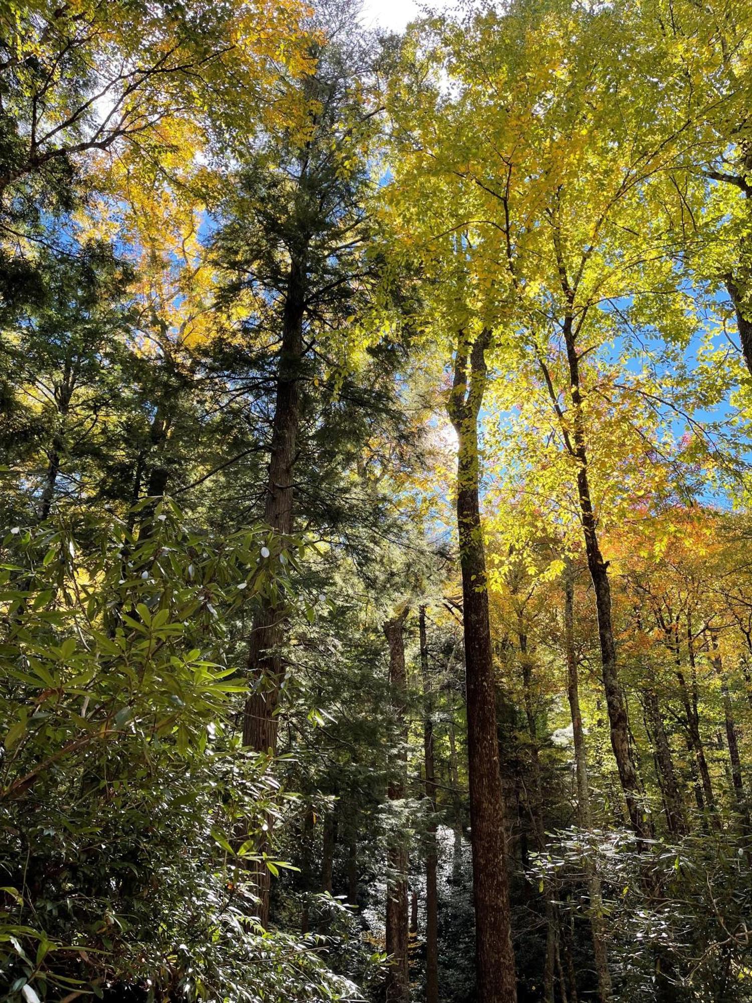 Bear Necessities, Luxury 5Bd Mtn Views, Hot Tub, Many Bear Sightings Villa Gatlinburg Buitenkant foto