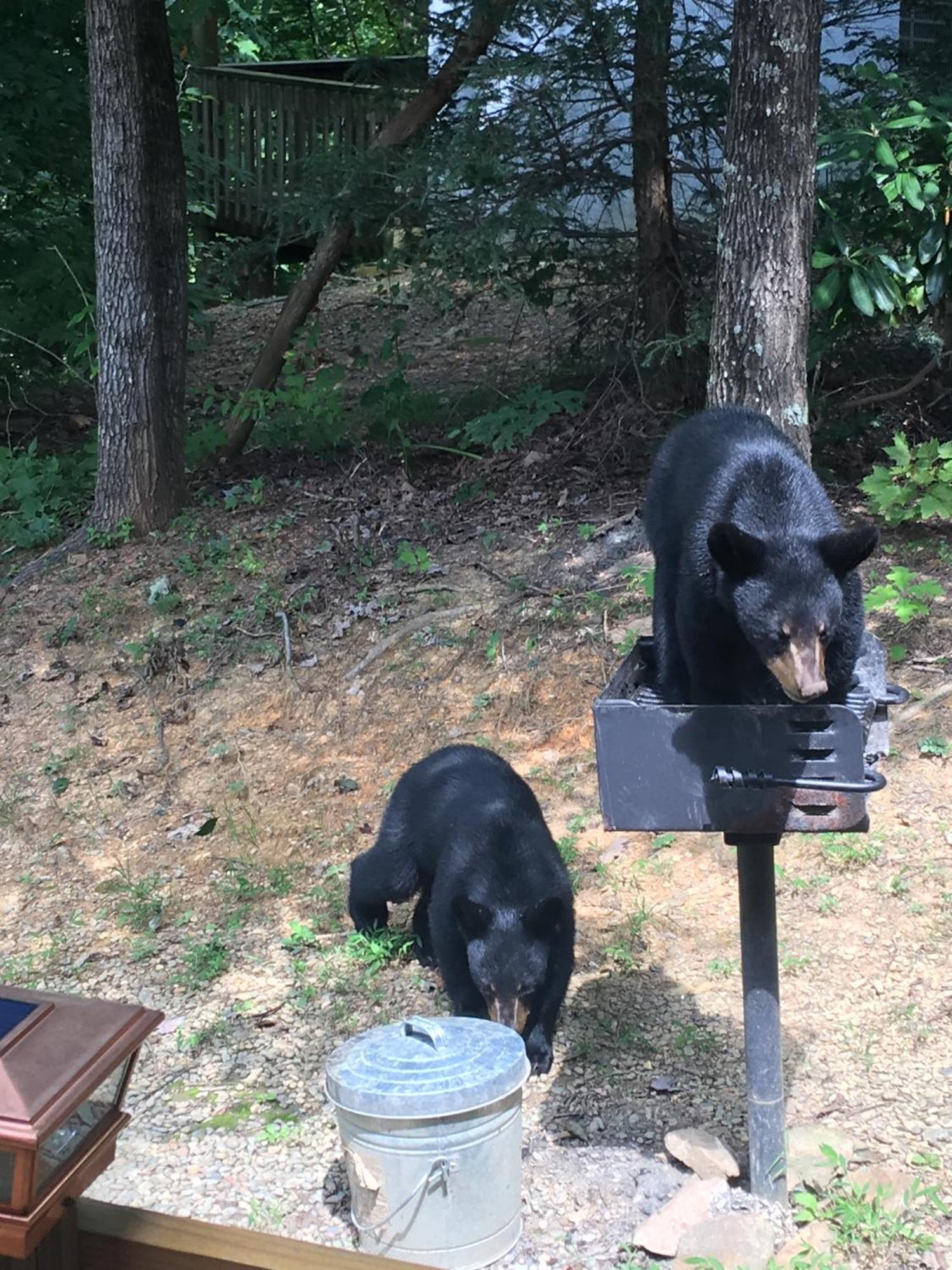 Bear Necessities, Luxury 5Bd Mtn Views, Hot Tub, Many Bear Sightings Villa Gatlinburg Buitenkant foto