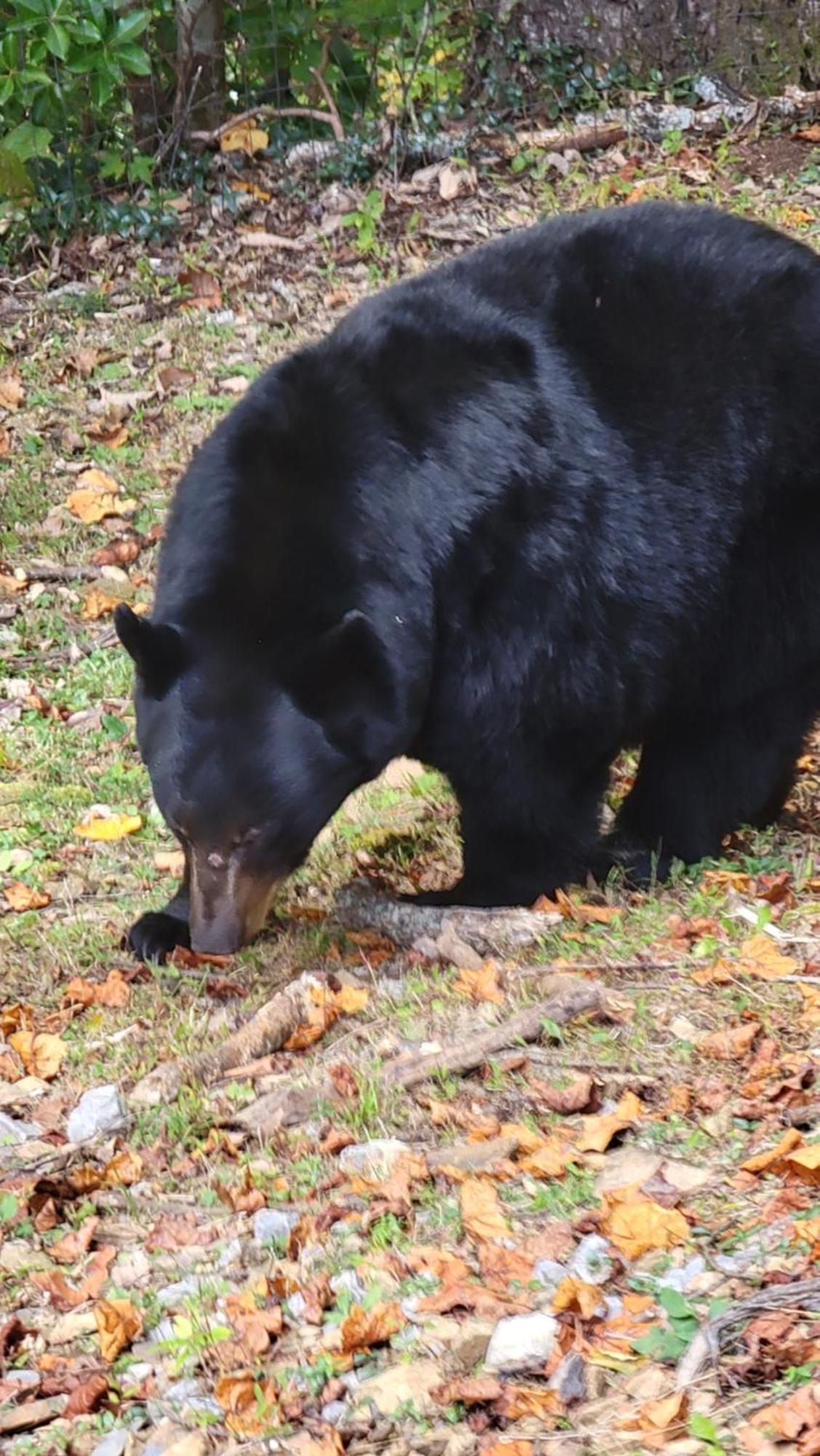 Bear Necessities, Luxury 5Bd Mtn Views, Hot Tub, Many Bear Sightings Villa Gatlinburg Buitenkant foto