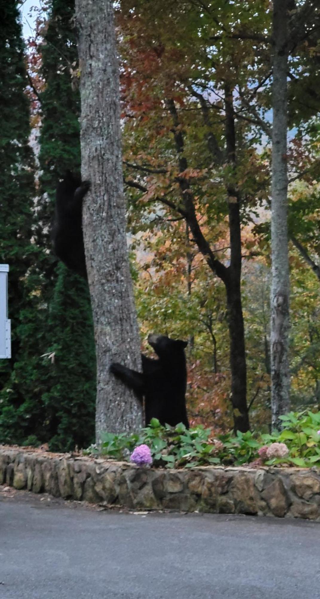 Bear Necessities, Luxury 5Bd Mtn Views, Hot Tub, Many Bear Sightings Villa Gatlinburg Buitenkant foto