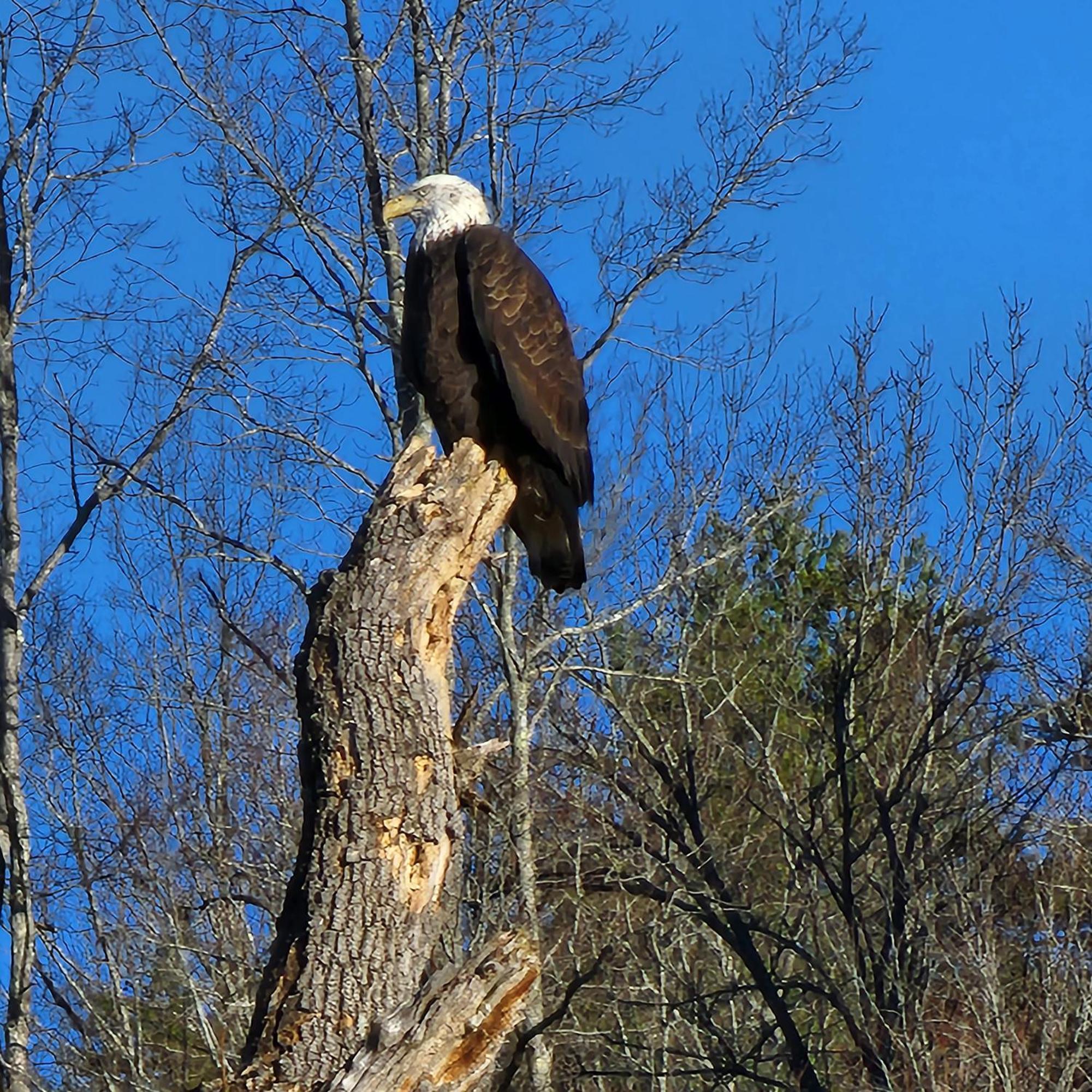 Bear Necessities, Luxury 5Bd Mtn Views, Hot Tub, Many Bear Sightings Villa Gatlinburg Buitenkant foto