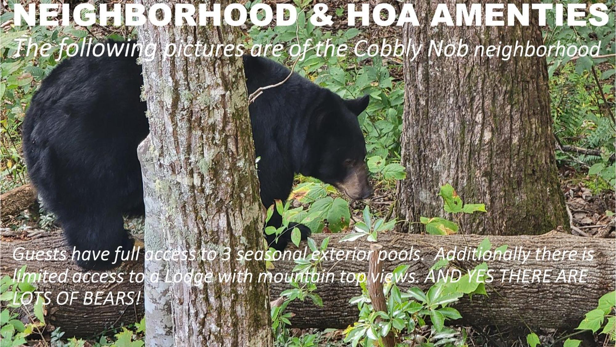 Bear Necessities, Luxury 5Bd Mtn Views, Hot Tub, Many Bear Sightings Villa Gatlinburg Buitenkant foto